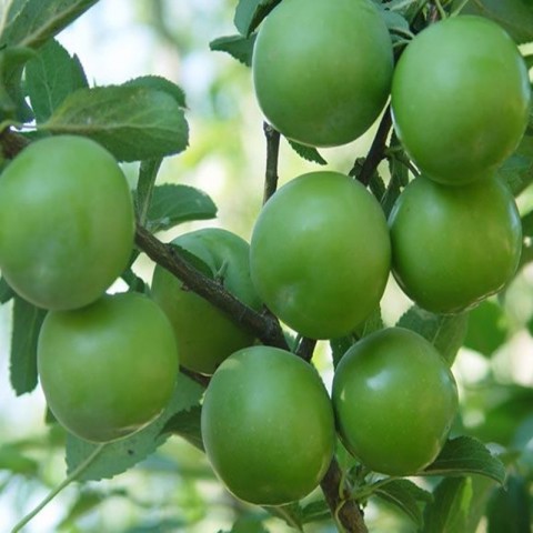 Plum
