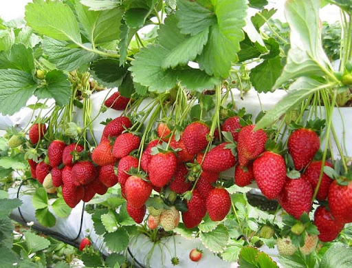 Strawberry