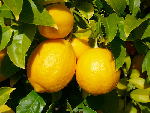 Lemon