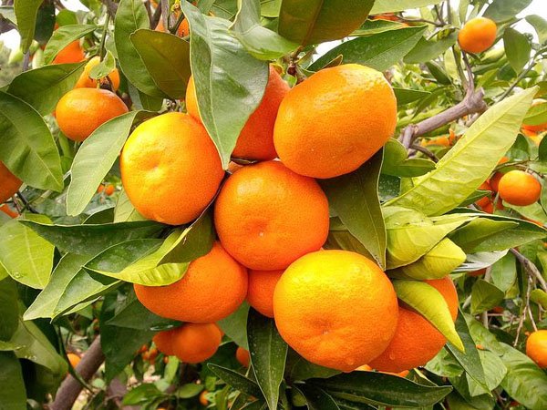 Mandarin