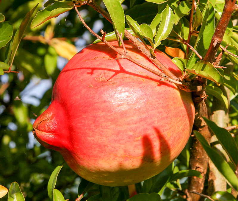 Pomegranate