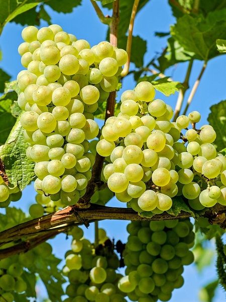 Grape